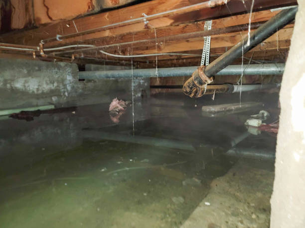 Best Carpet water damage restoration  in Graysville, AL